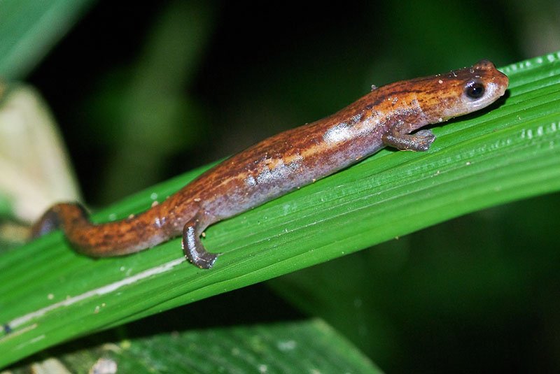 Mombacho endemic salamander, Granada