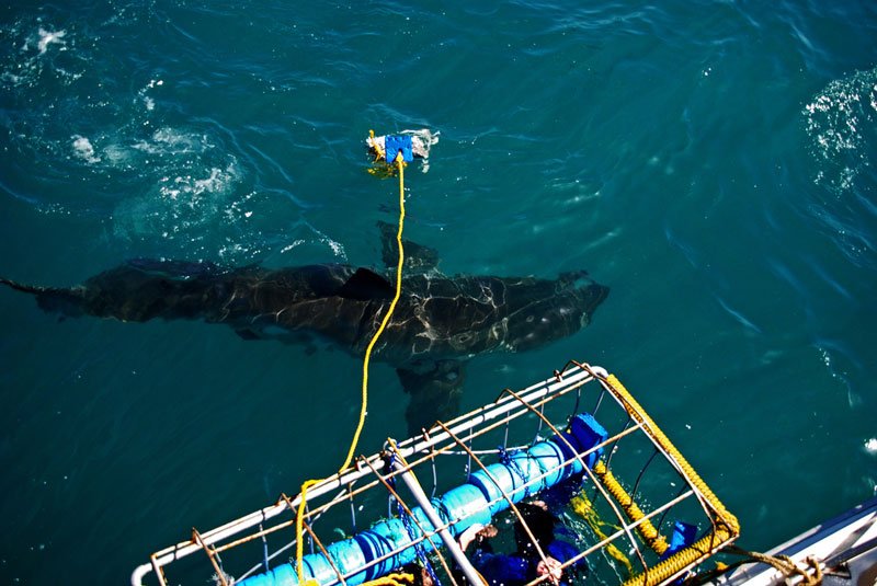 Shark diving, Cape Town