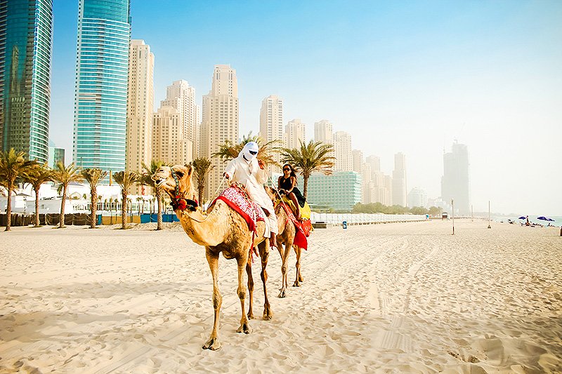 Camel at the beach, Dubai