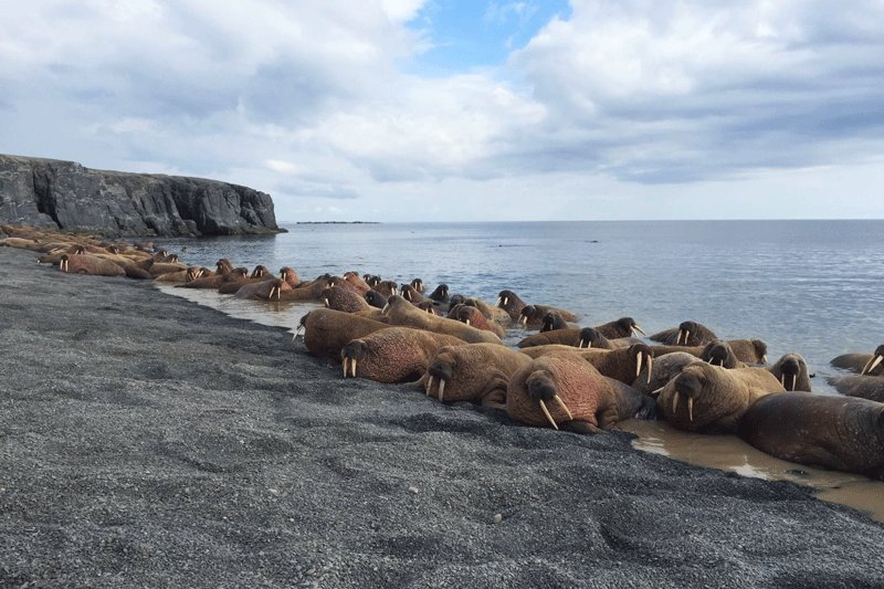 Walruses on the shore, North Slope
