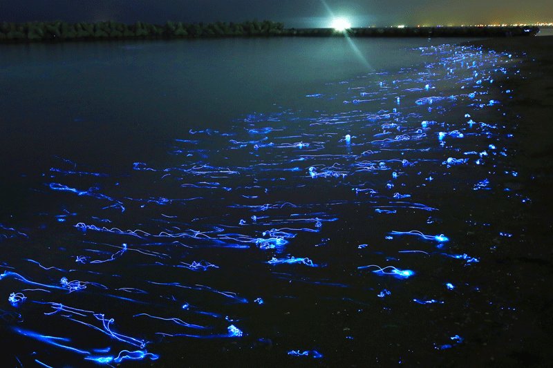 Toyama Bay, A firefly squid could grow up to 7 cm in lentght, Tokyo