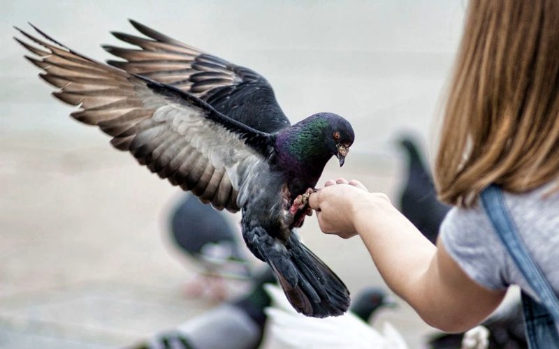 Its forbidden to feed the pigeons? Did not know :-)
