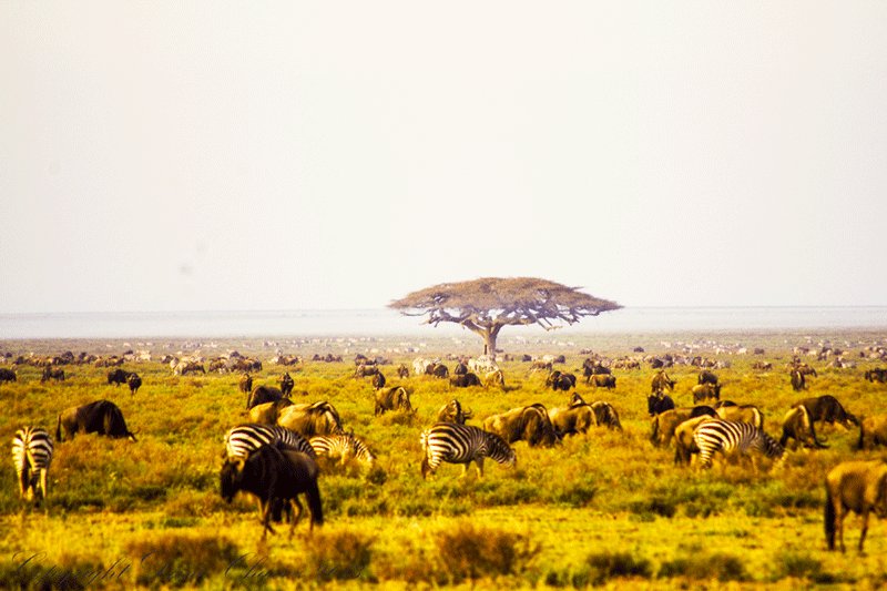 Serengeti, Mwanza