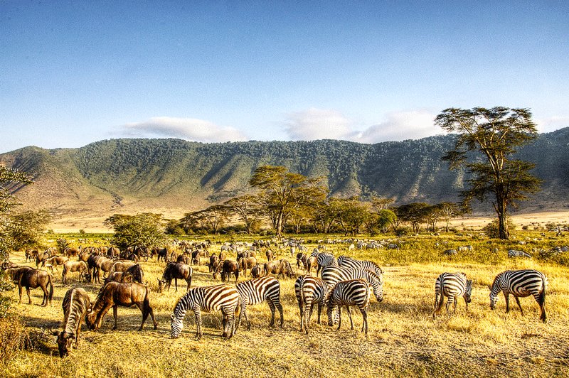 About 30 000 animals inhabit the valley of the crater Ngorongoro, Arusha