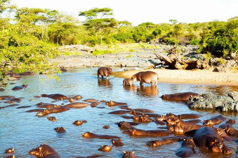 Serengeti Hippo pool on Orangi River, Arusha
