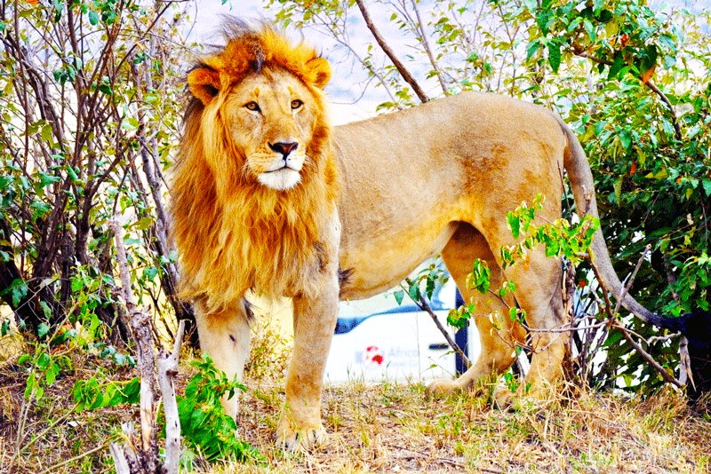 A lion could be recognized by the spesific roar, Arusha