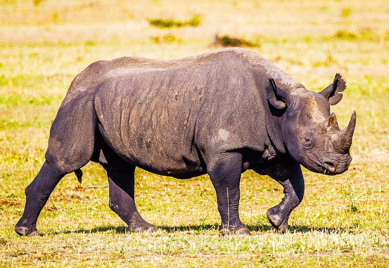 It's hardest to find a black rhino - they often hide in forest thickets, Arusha