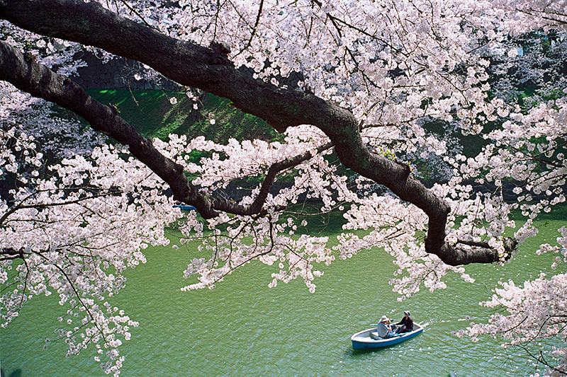 A boat ride among the sakura cherry blossom