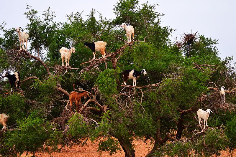 Goats on Argania
