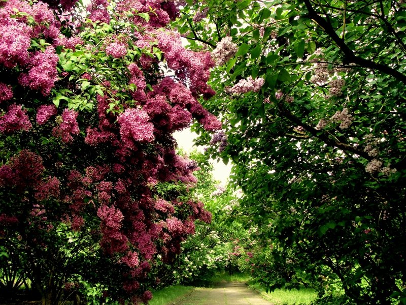 Lilac garden, Kiev