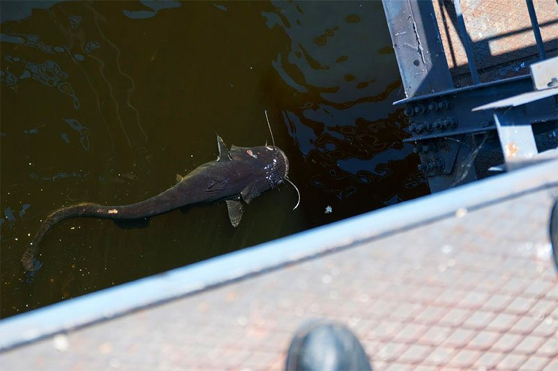 Catfish in the cooling pond of the Chernobyl Nuclear Power Station