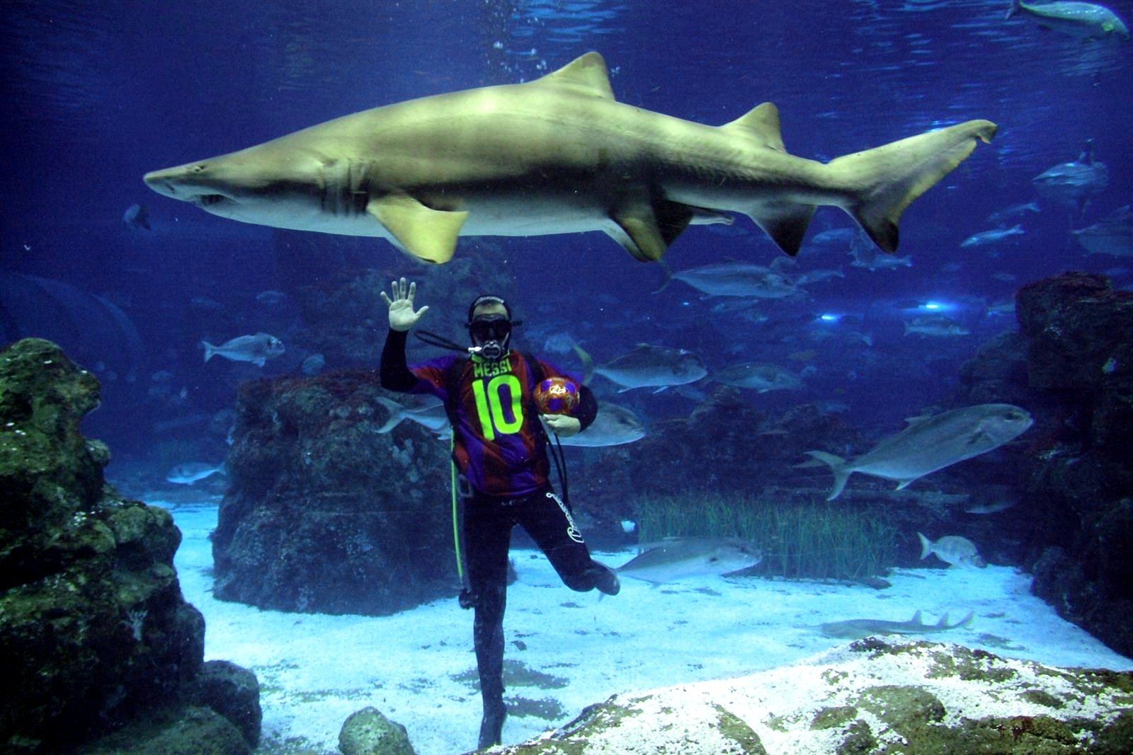 How to dive with sharks in Barcelona