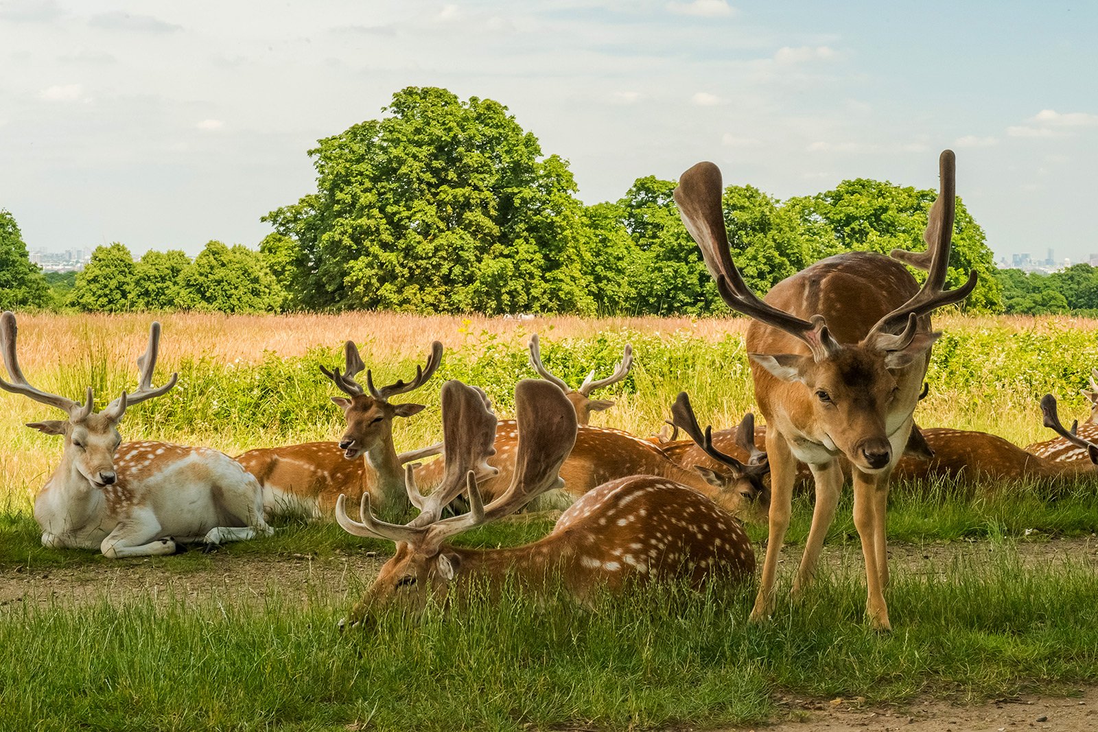 How to feed a fawn in Richmond Park in London