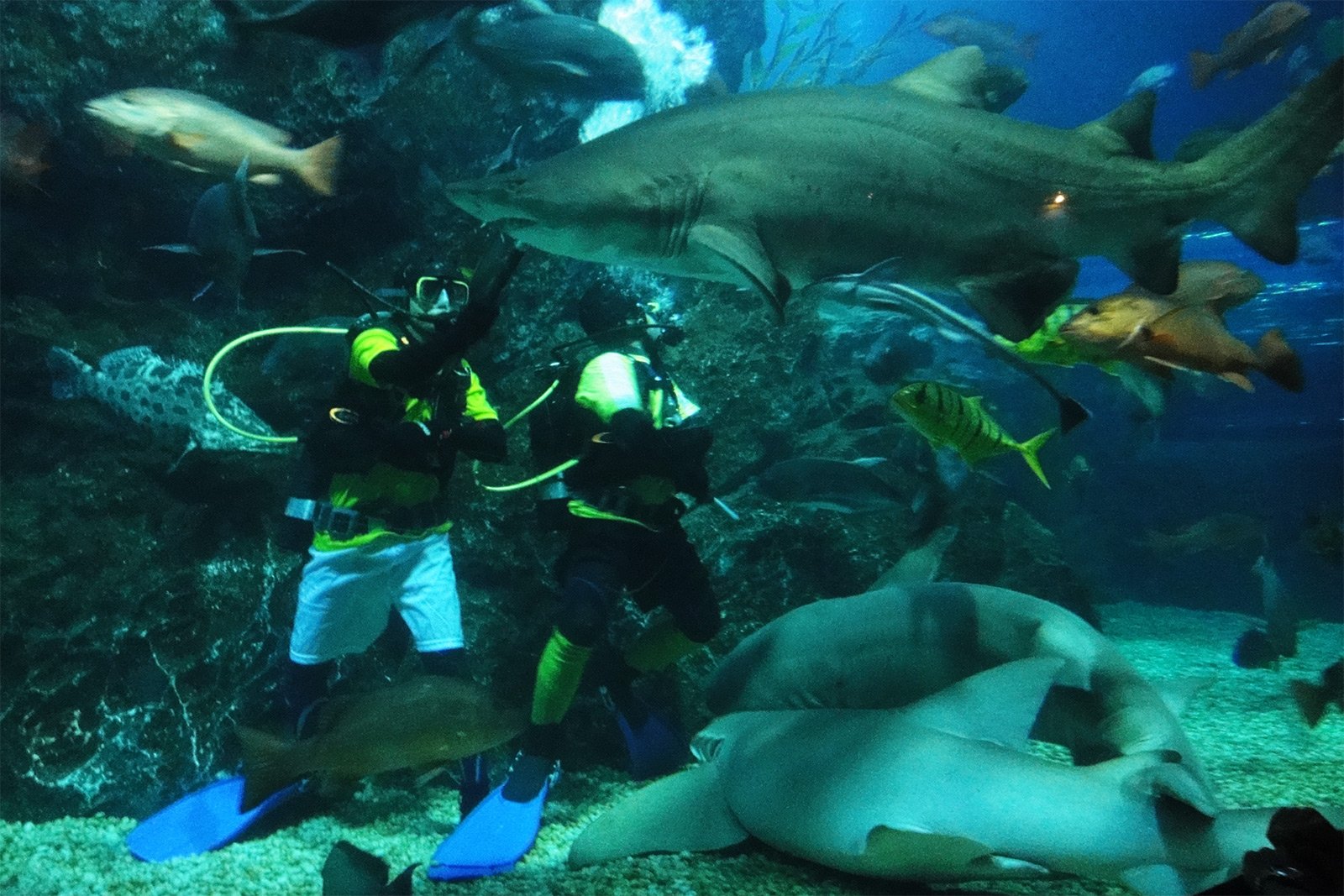 How to diving with grey nurse sharks in Bangkok
