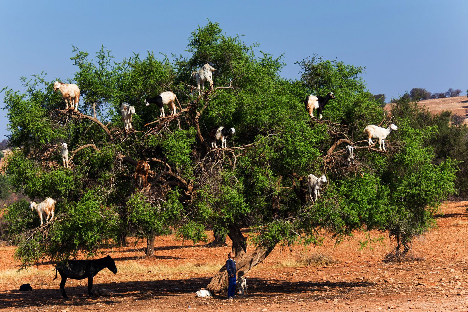 How to see goats grazing on trees in Marrakesh