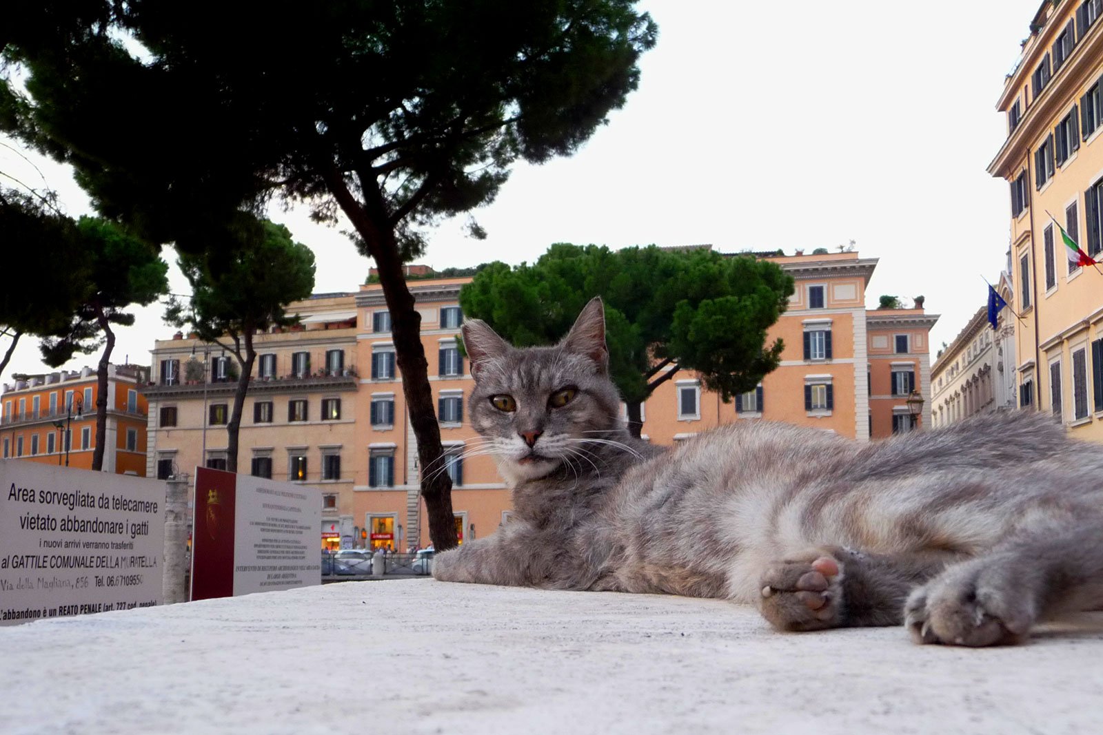 How to become a cat caregiver in Rome