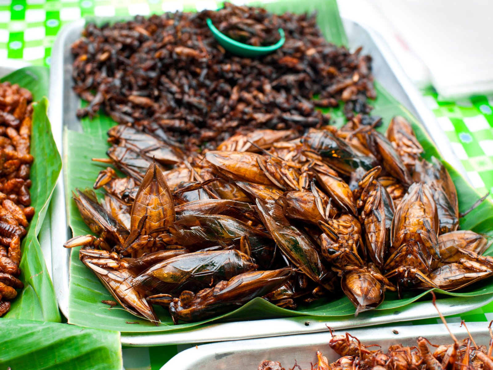 How to try the roasted crickets in Phuket