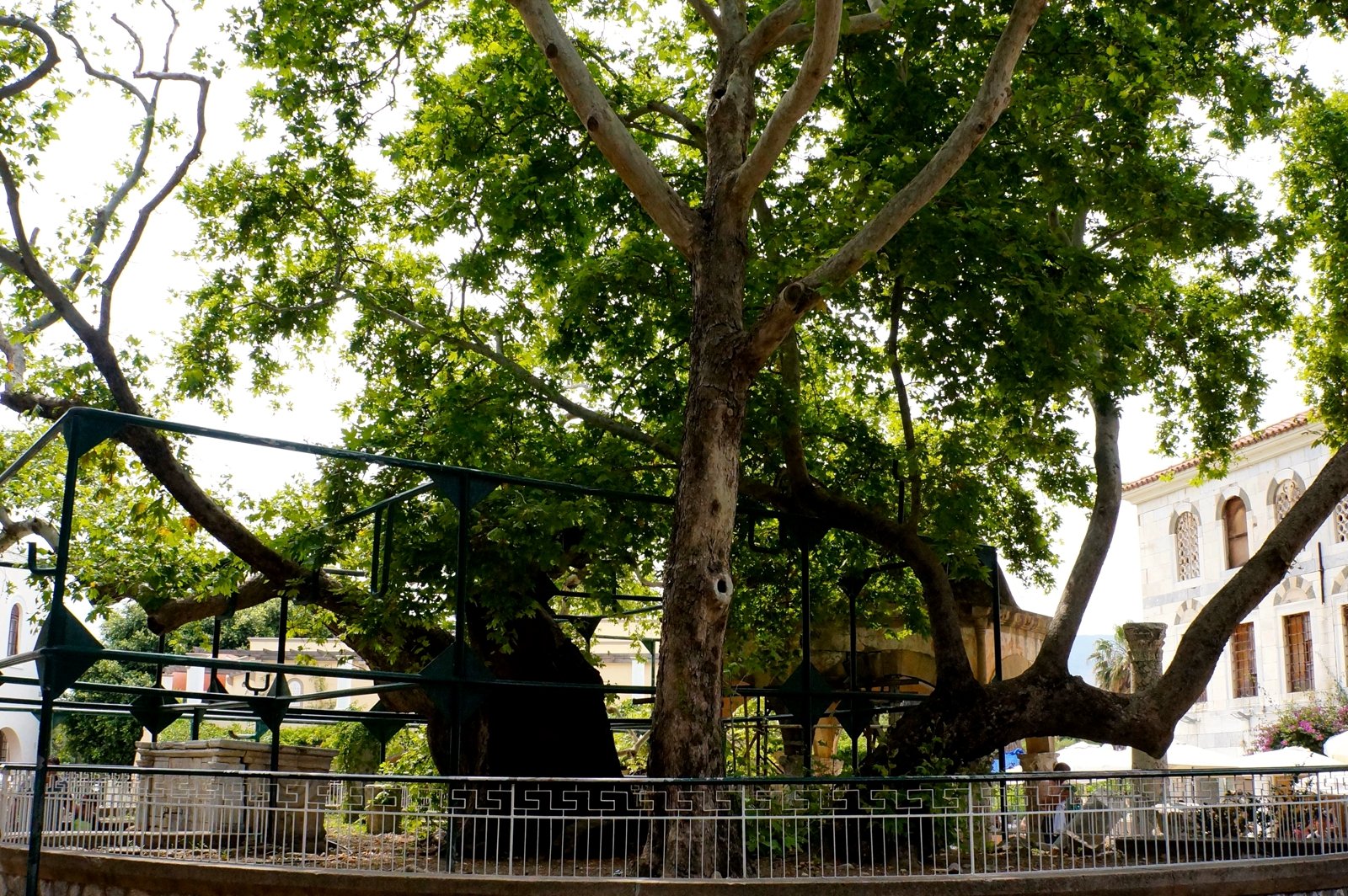How to seat ander the legendary Tree of Hippocrates on Kos
