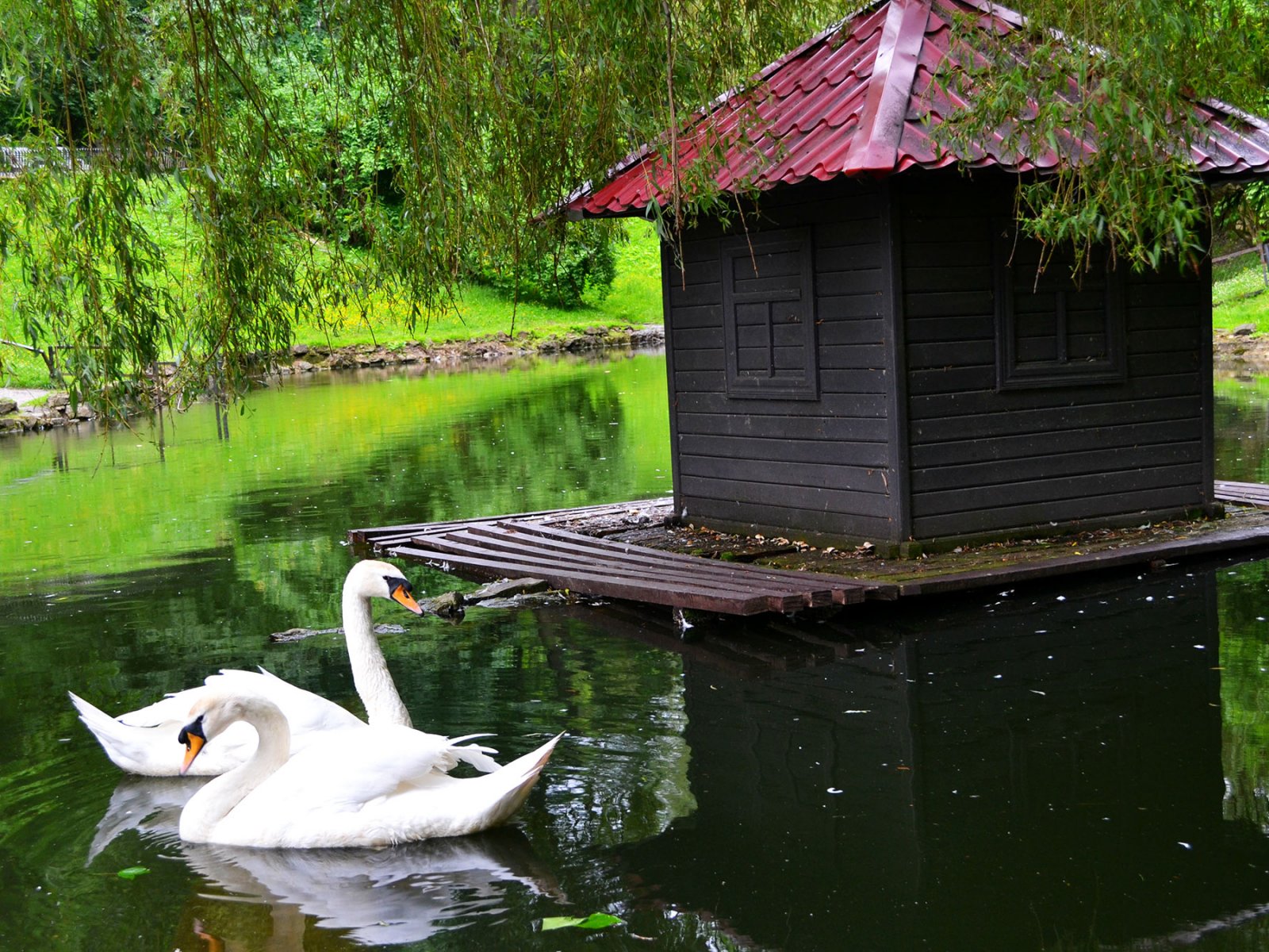 How to feed swans in Stryiskyi park in Lviv