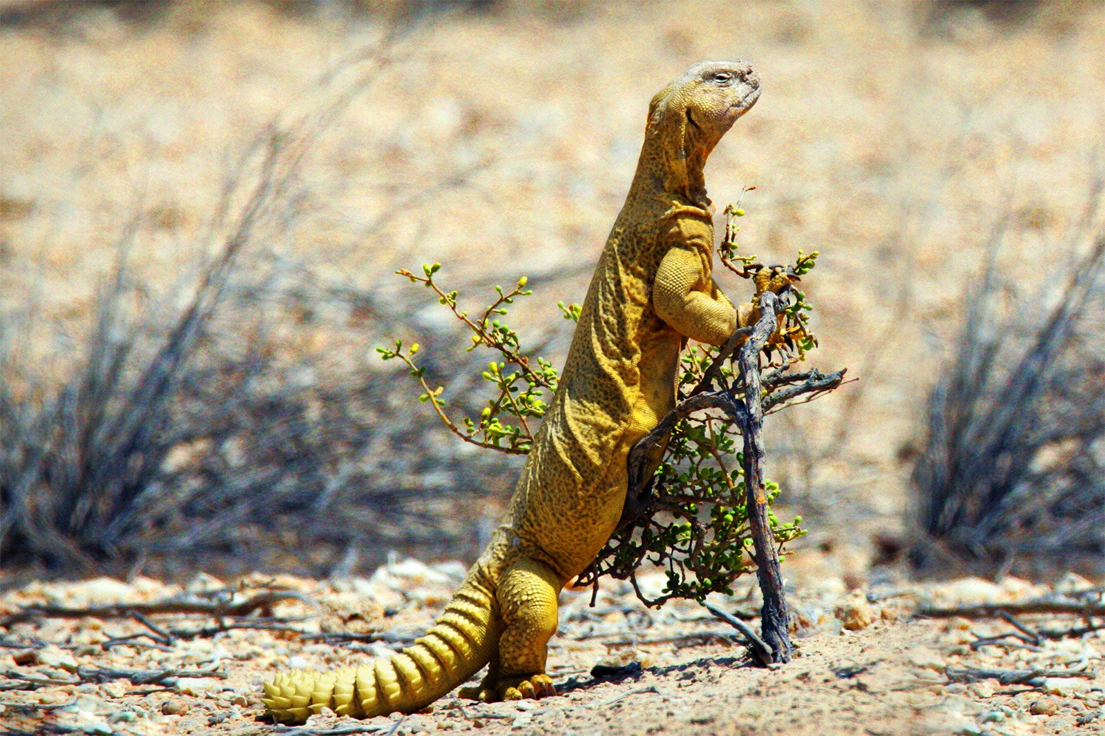 How to see uromastyx in Dubai