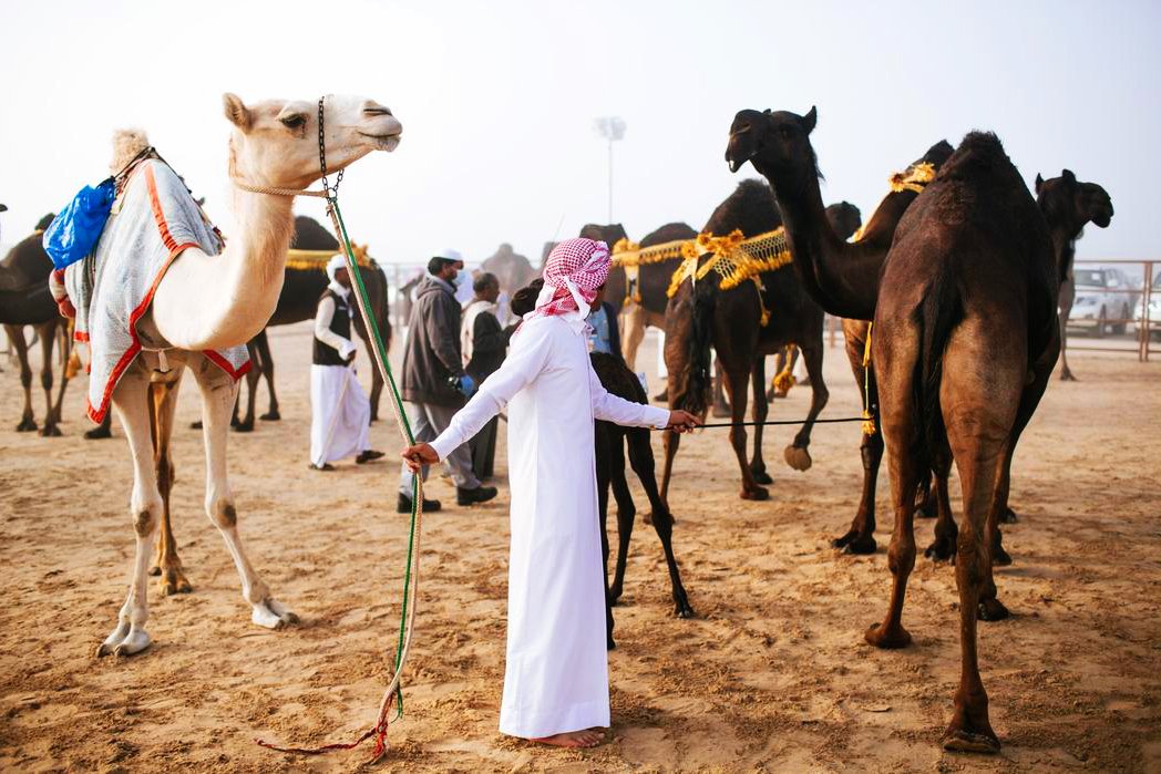 How to watch camel beauty contest in Abu Dhabi