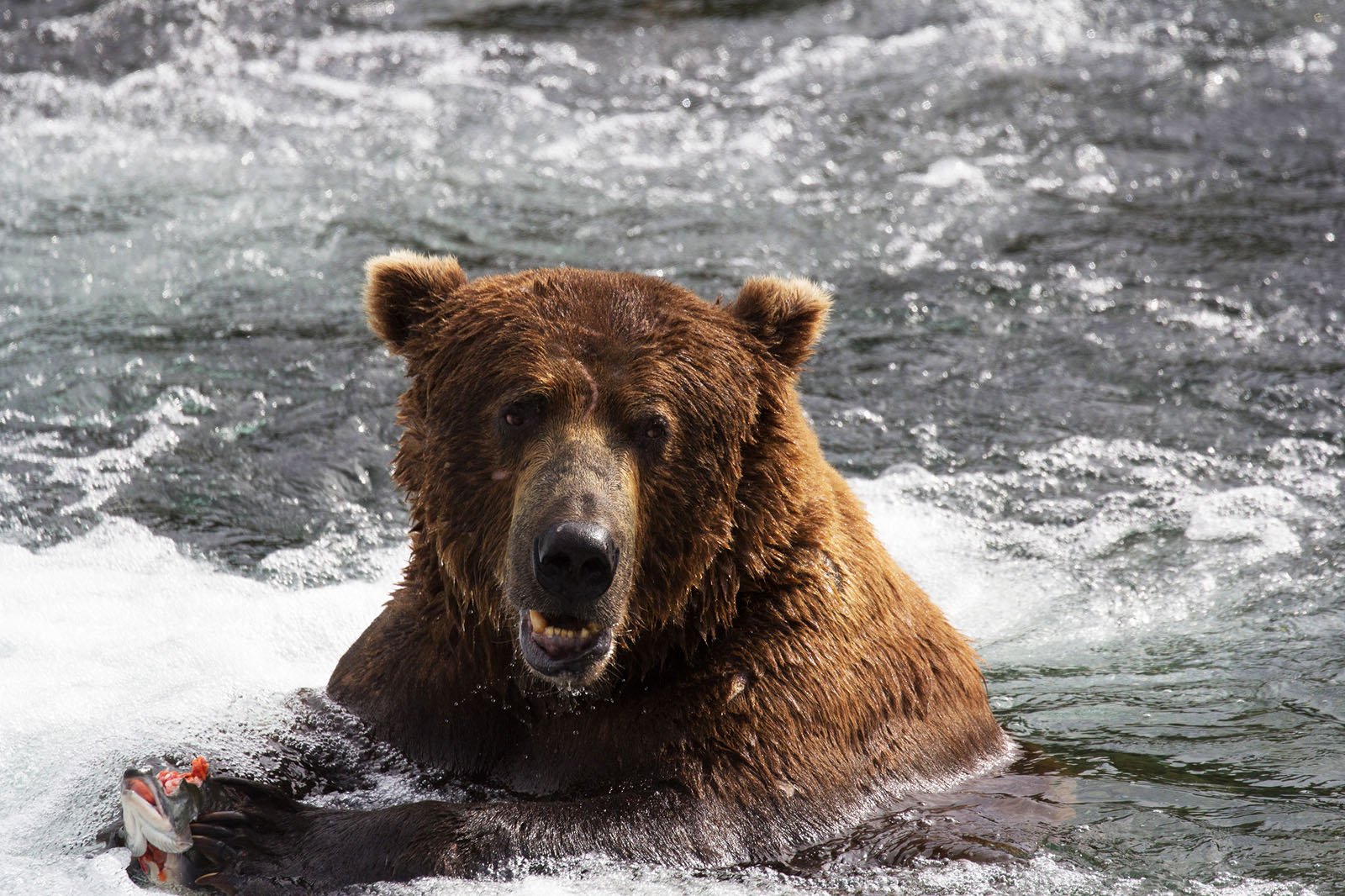 How to see Grizzly bears in Anchorage