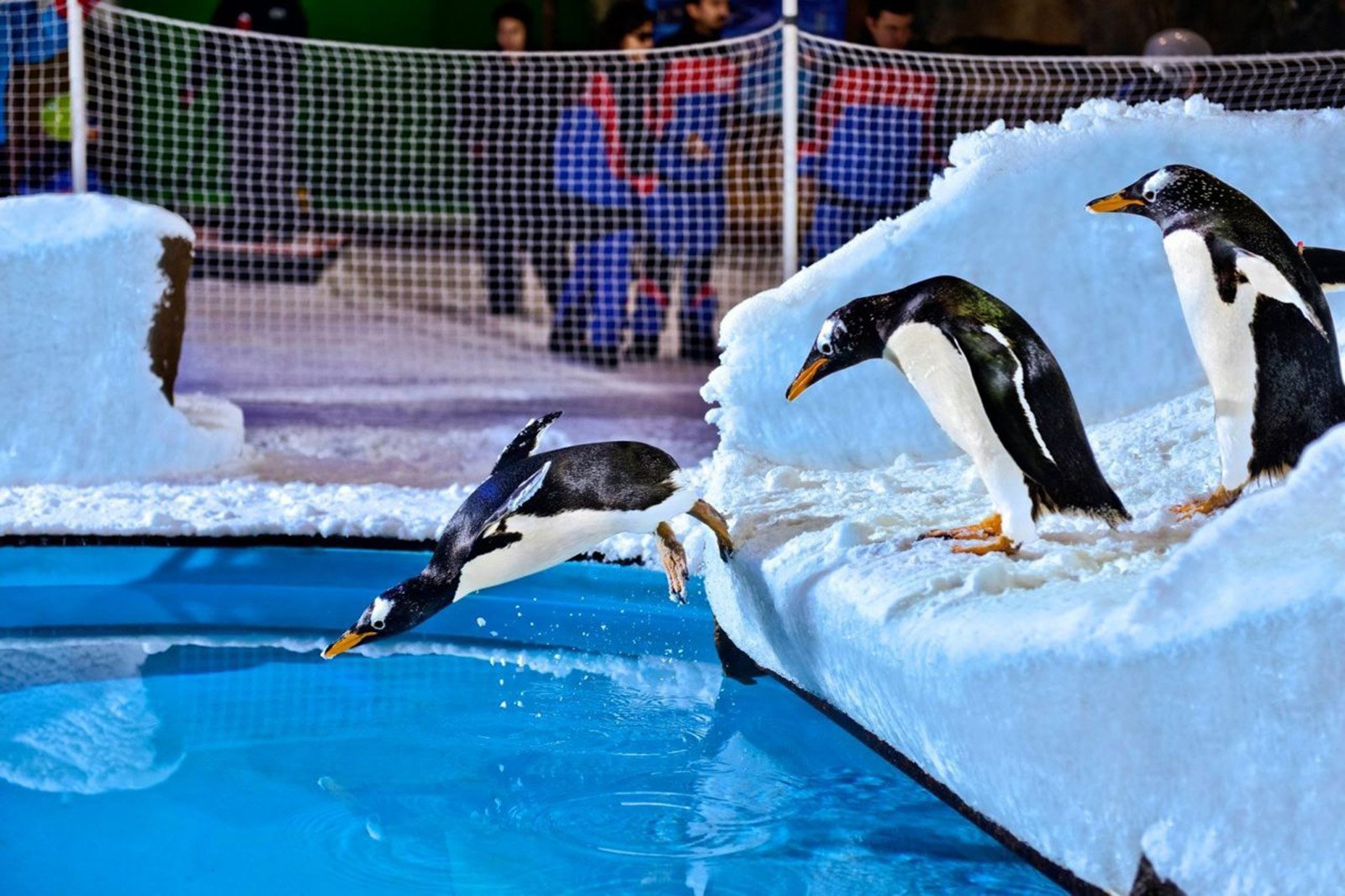 How to swim with penguins in Dubai