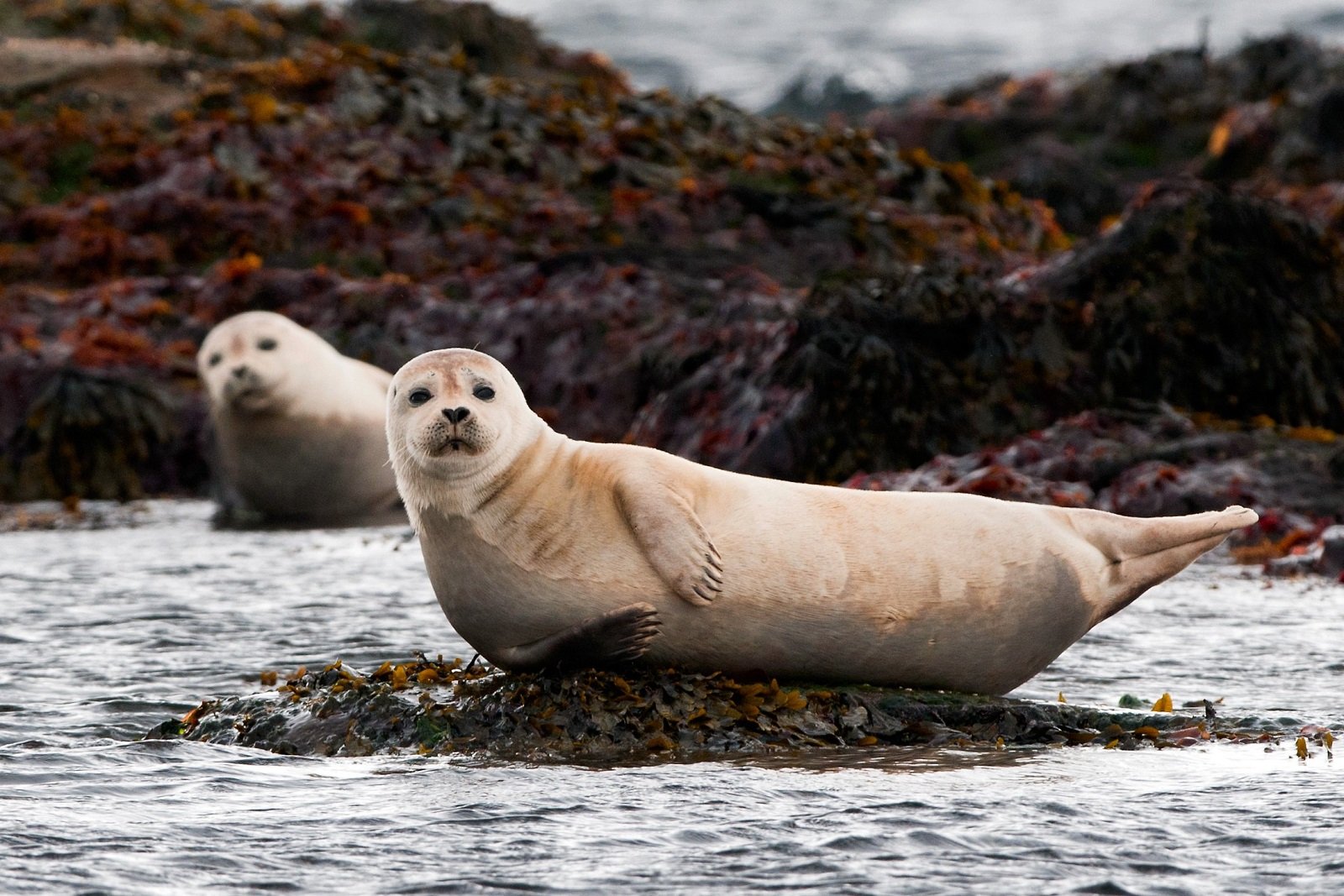 How to watch seals in Reykjavik