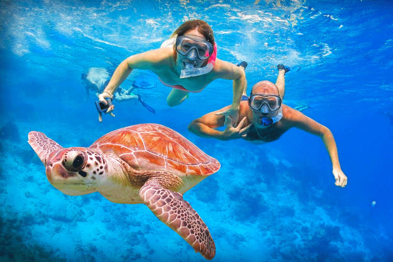How to swim with turtles in Galle