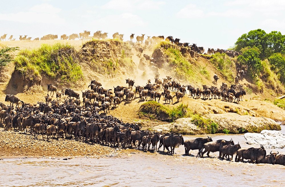 How to see the Great African Migration in Arusha