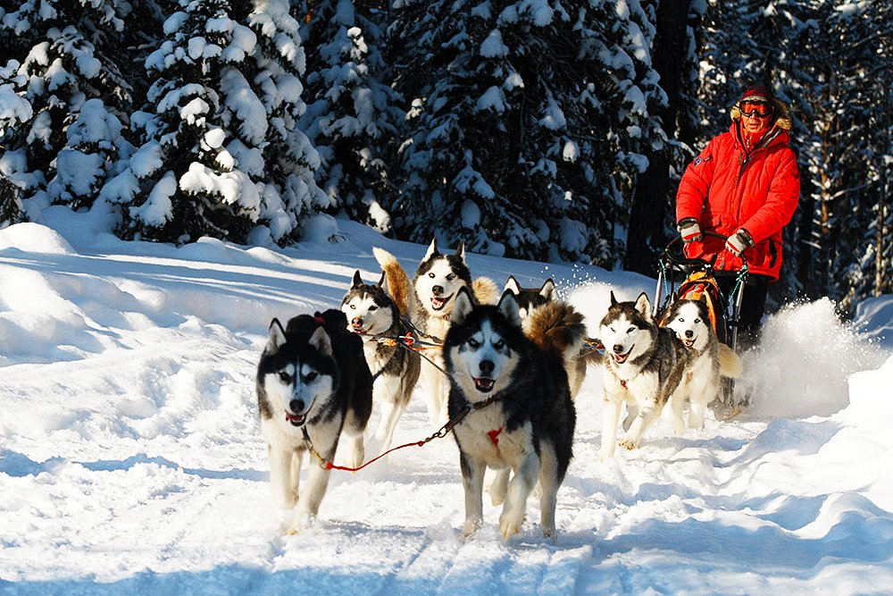 How to take a husky-drawn ride in Rovaniemi