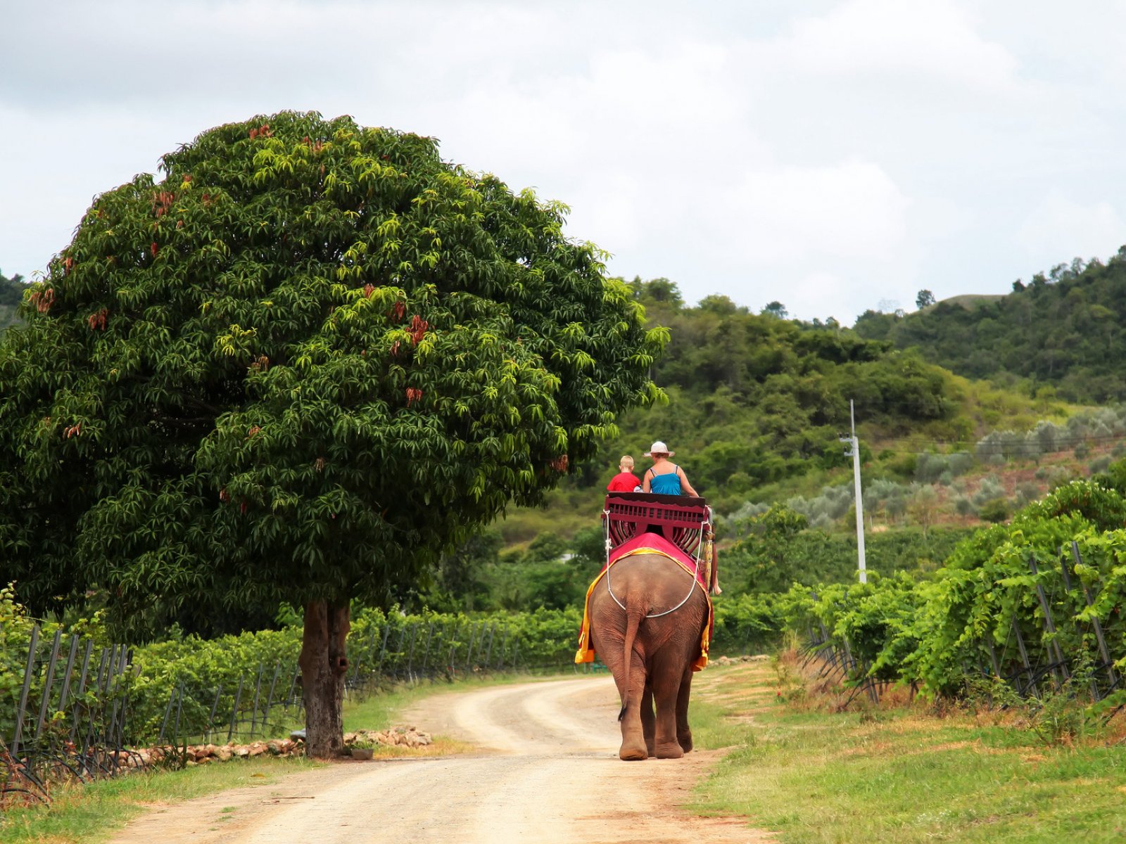 How to ride an elephant in Phuket