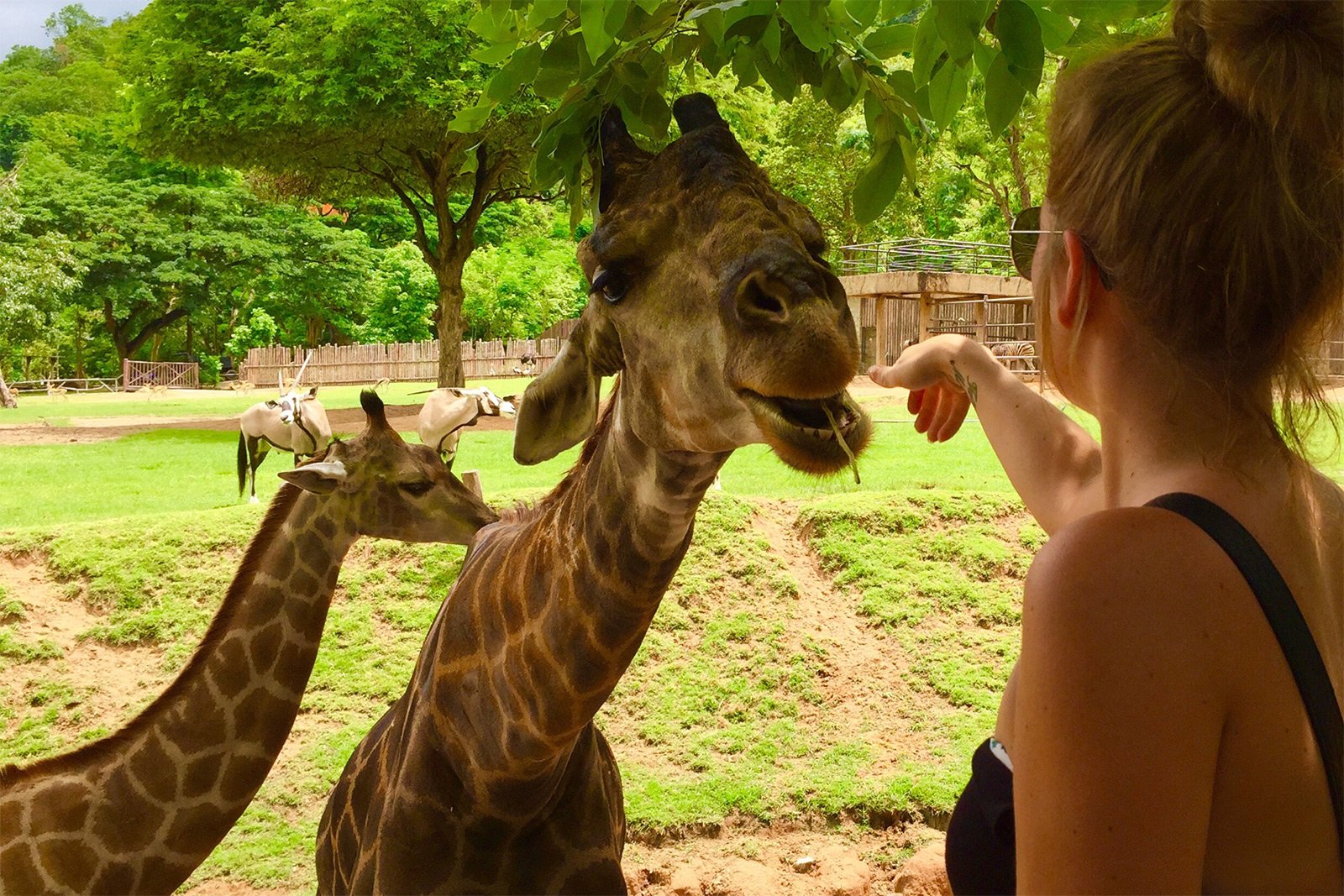 How to feed a Giraffe in Pattaya