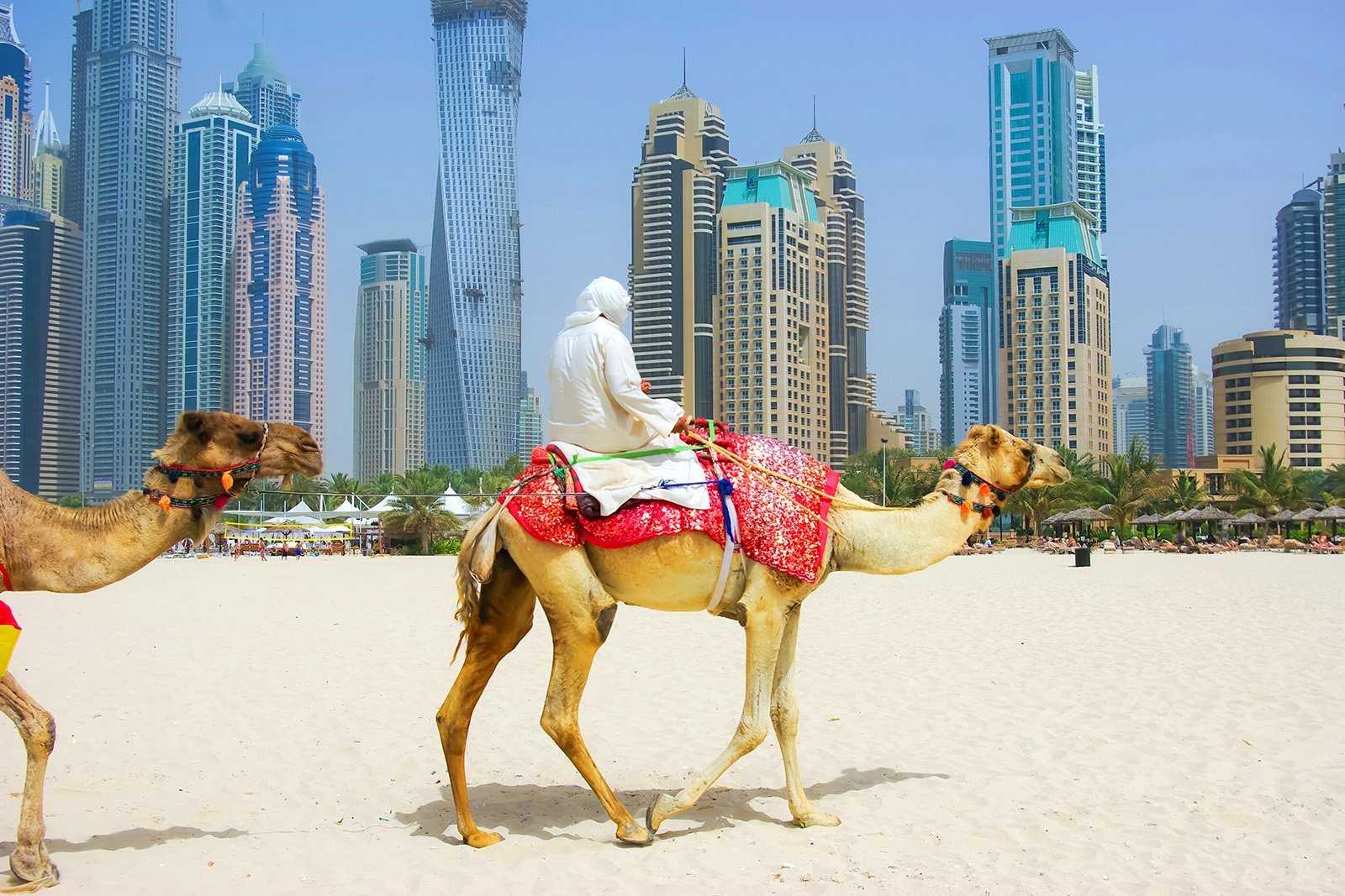 How to ride a camel on Marina Beach in Dubai