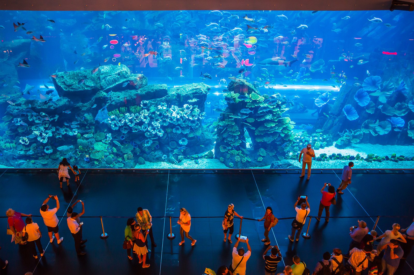 How to see the aquarium with the world’s largest glass area in Dubai