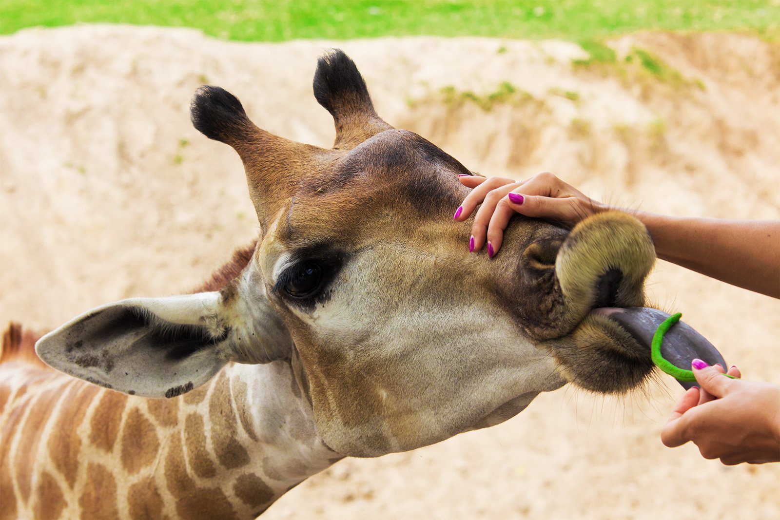 How to feed giraffes in Al Ain