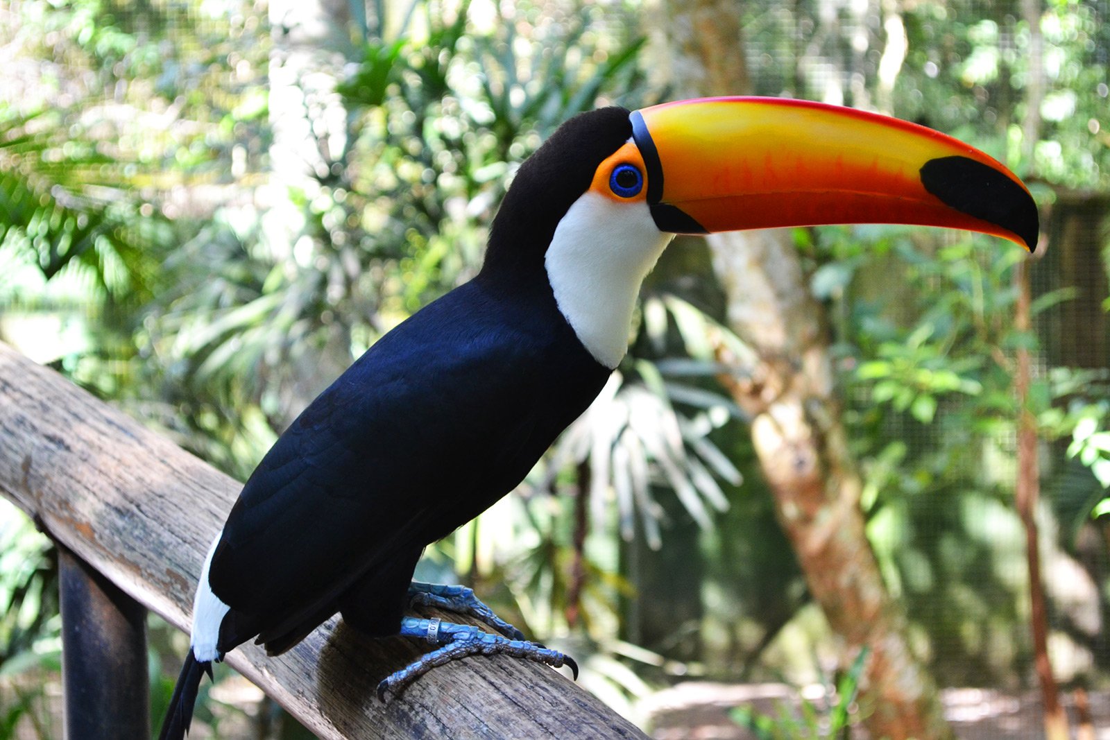 How to see the toucan in Rio de Janeiro