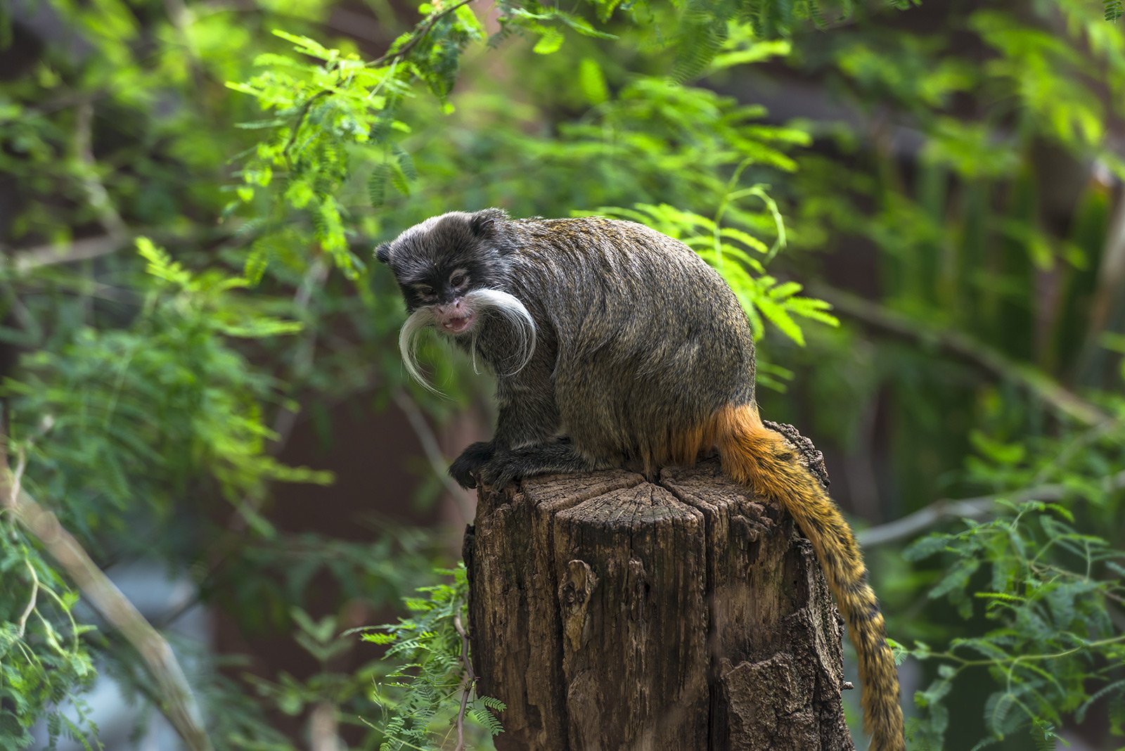 How to see tamarins in Rio de Janeiro
