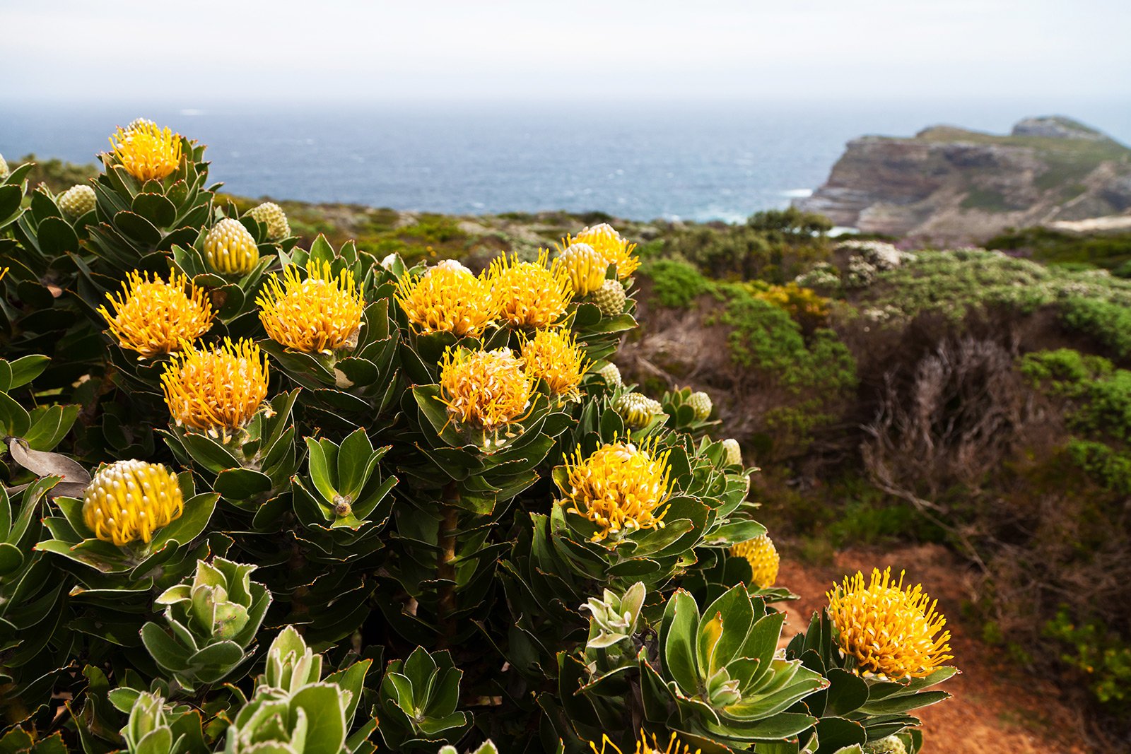 How to find protea – the symbol of the RSA in Cape Town
