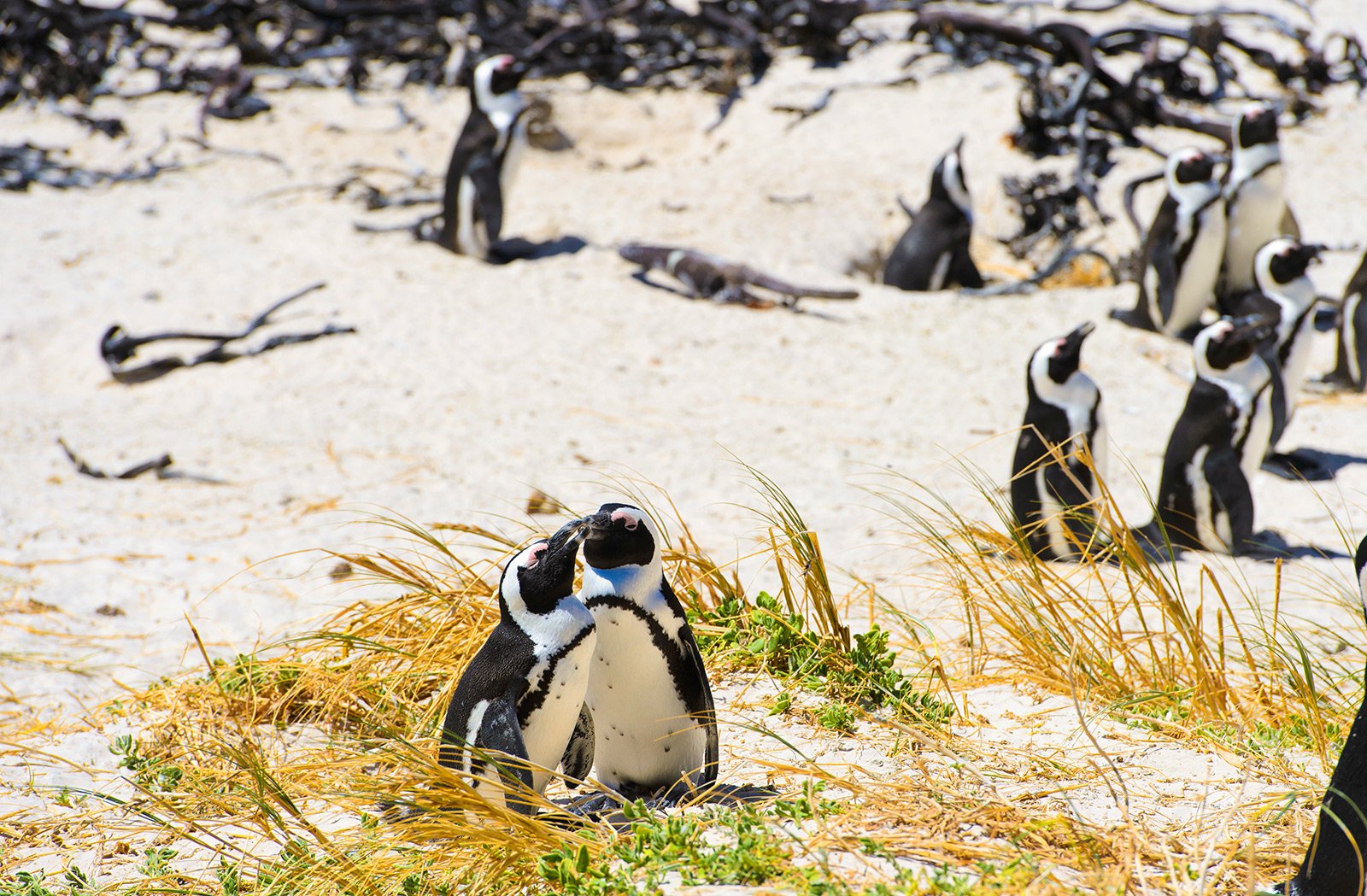 How to meet penguins in Cape Town