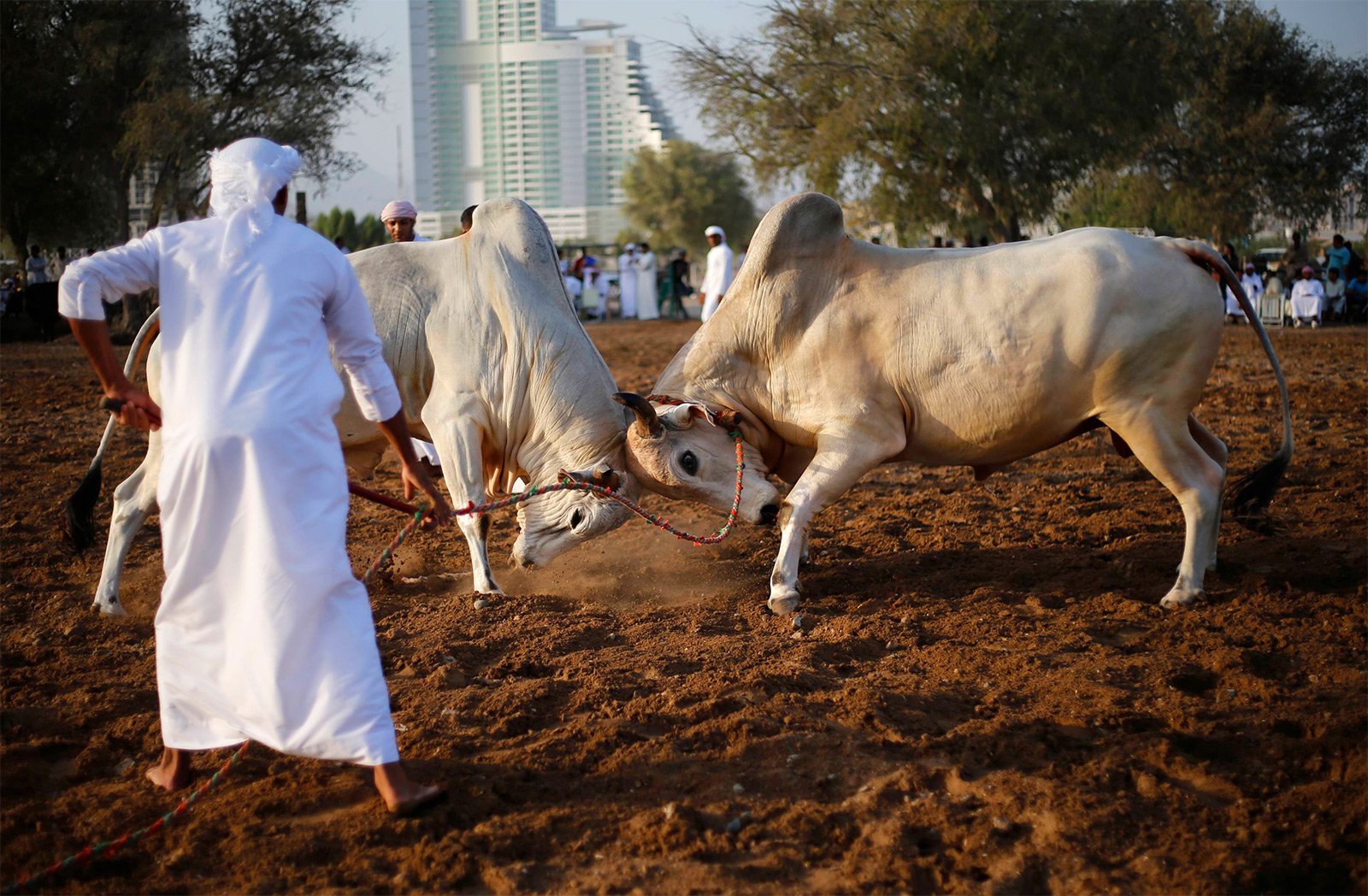 How to see bullfights in Fujairah