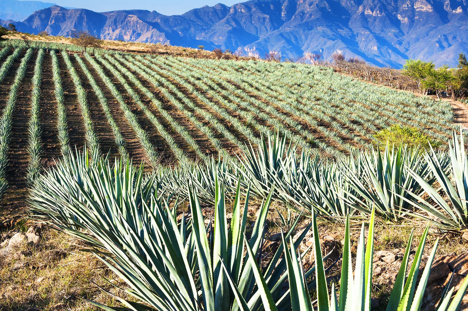 How to find out how they produce tequila in Guadalajara