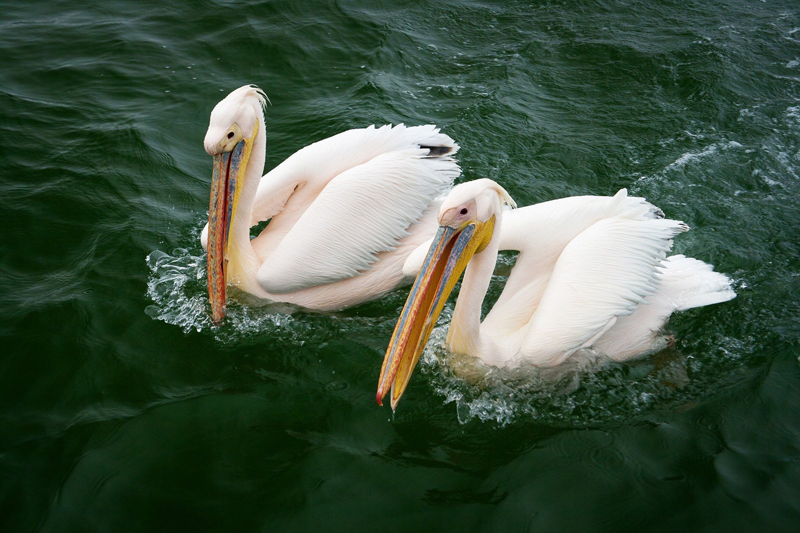 How to feed pink pelicans in Guadalajara