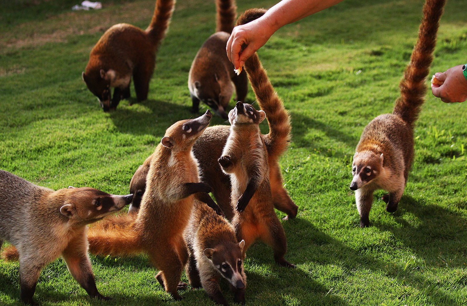 How to feed coatis in Cancun