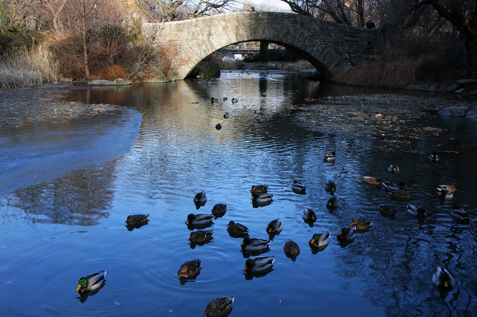 How to feed ducks in Central Park in New York