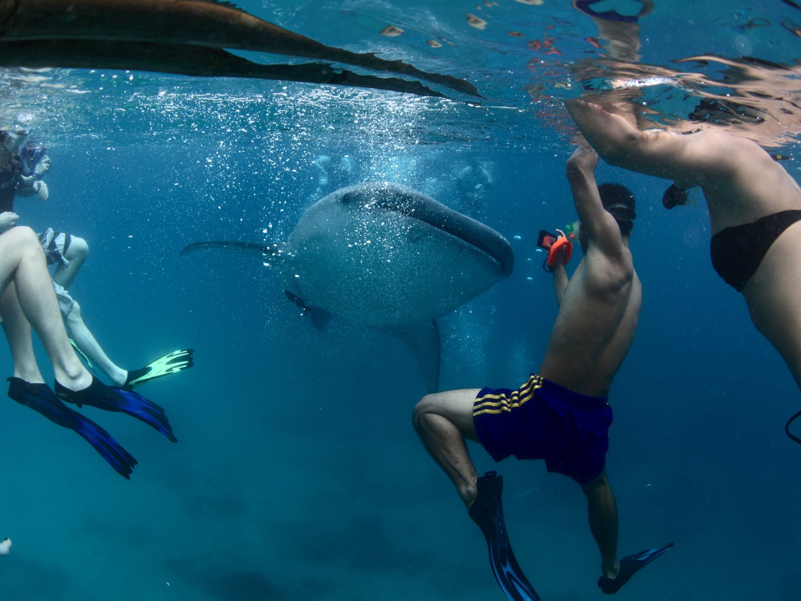 How to snorkel with whale sharks in Ari Atoll