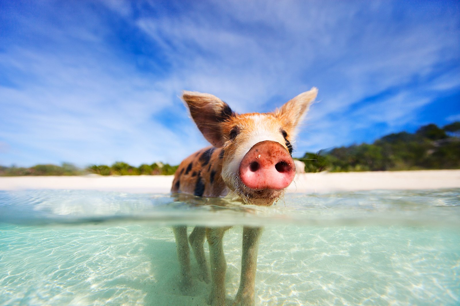 How to swim with pigs in George Town