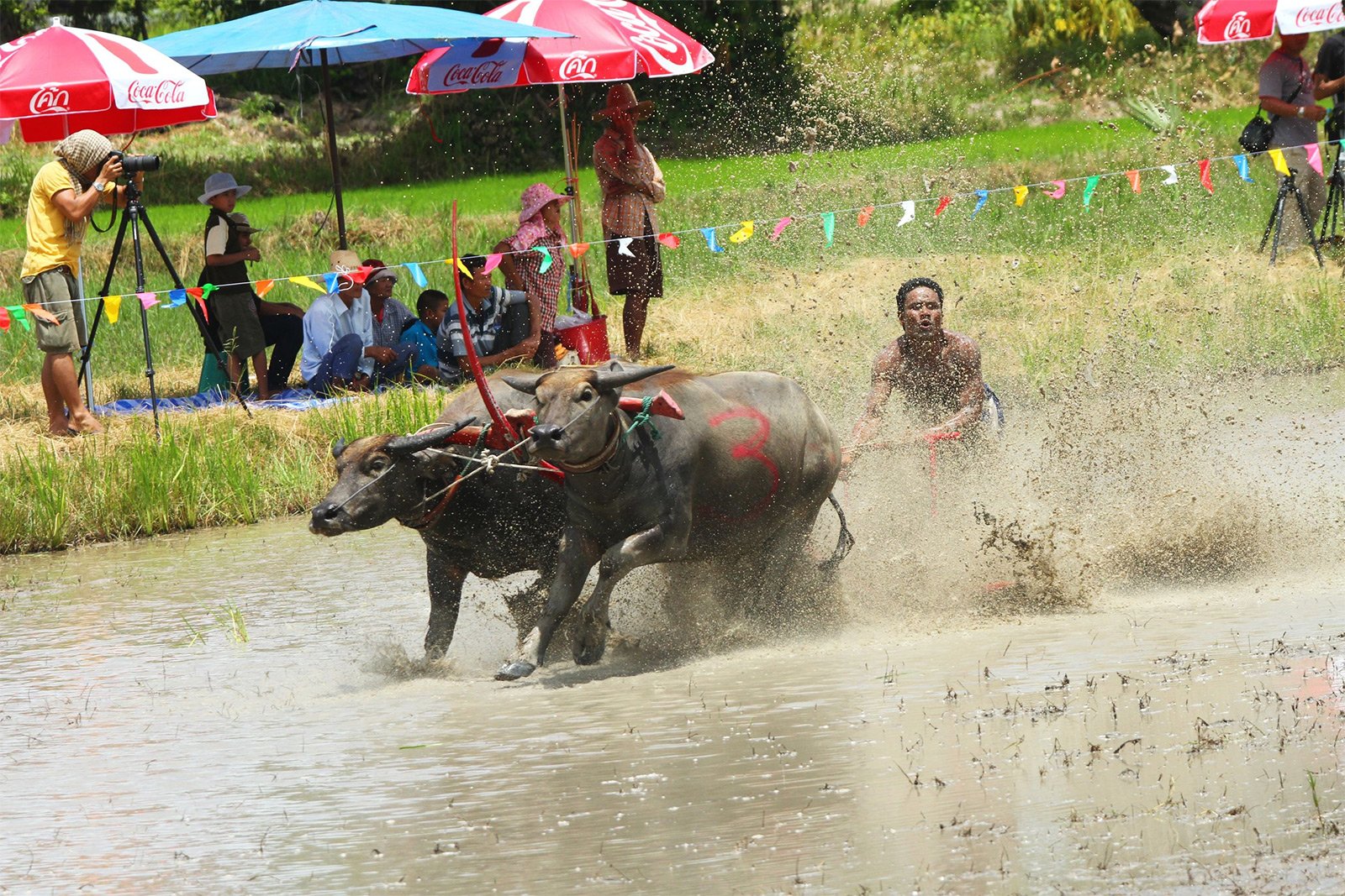 How to visit the Buffalo Race in Pattaya