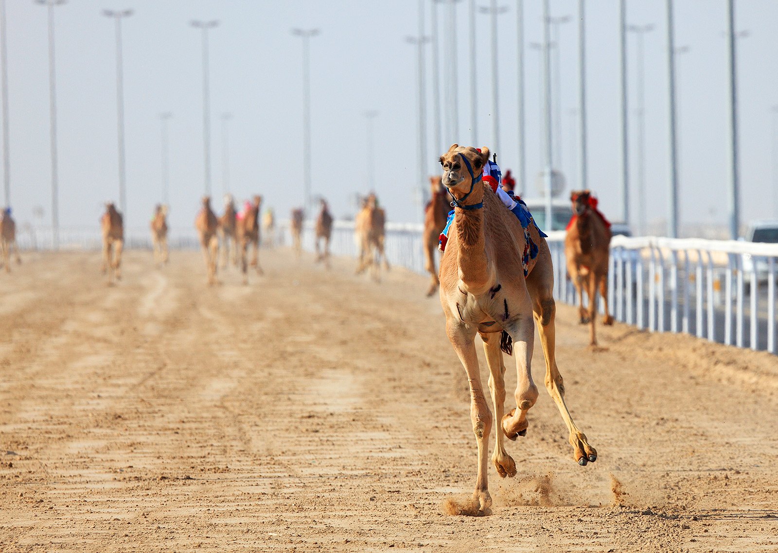 How to see Camel Races in Dubai