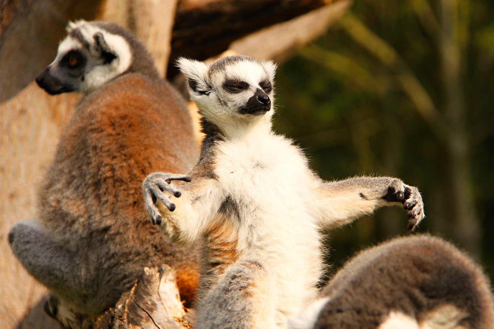 How to see a lemur in Antananarivo